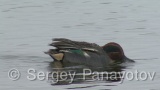 Video of Eurasian Teal - Eurasian Teal in lake of spring